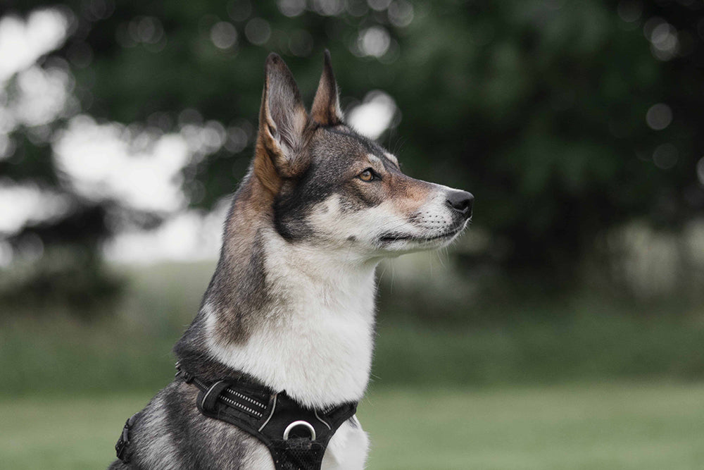 Dog Harnesses and Why They Work