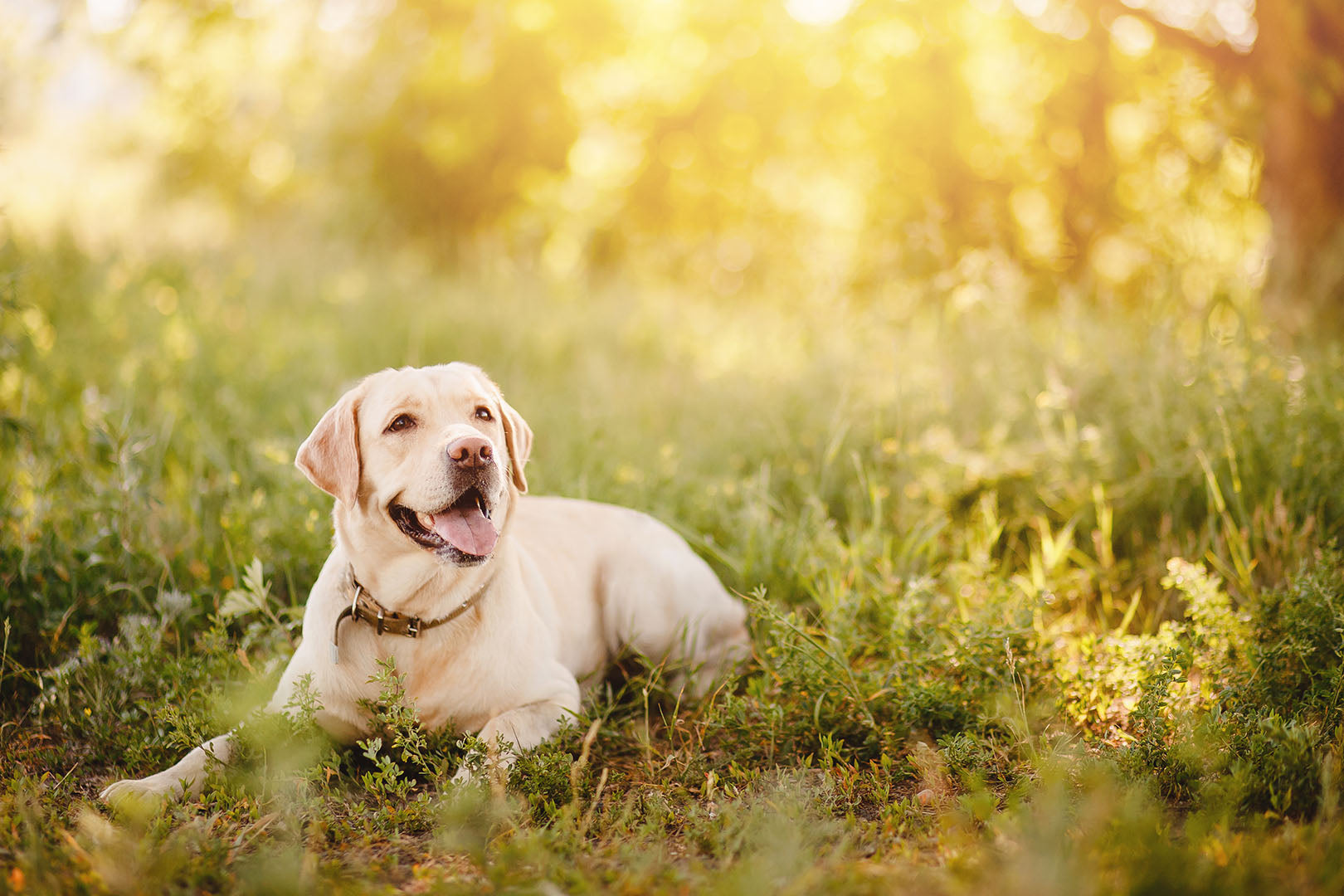 3 Easy Ways To Be A More Eco-Minded Pet Parent
