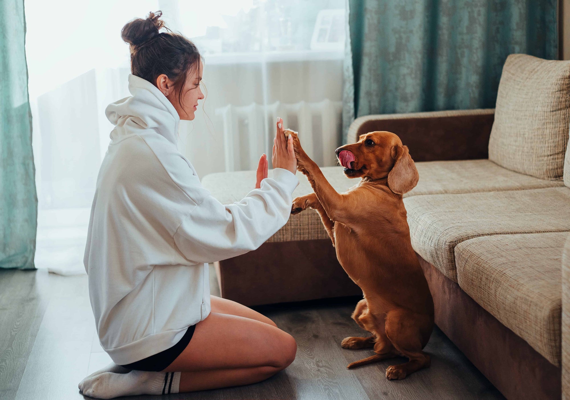 Tips on How to Raise a Dog in an Apartment