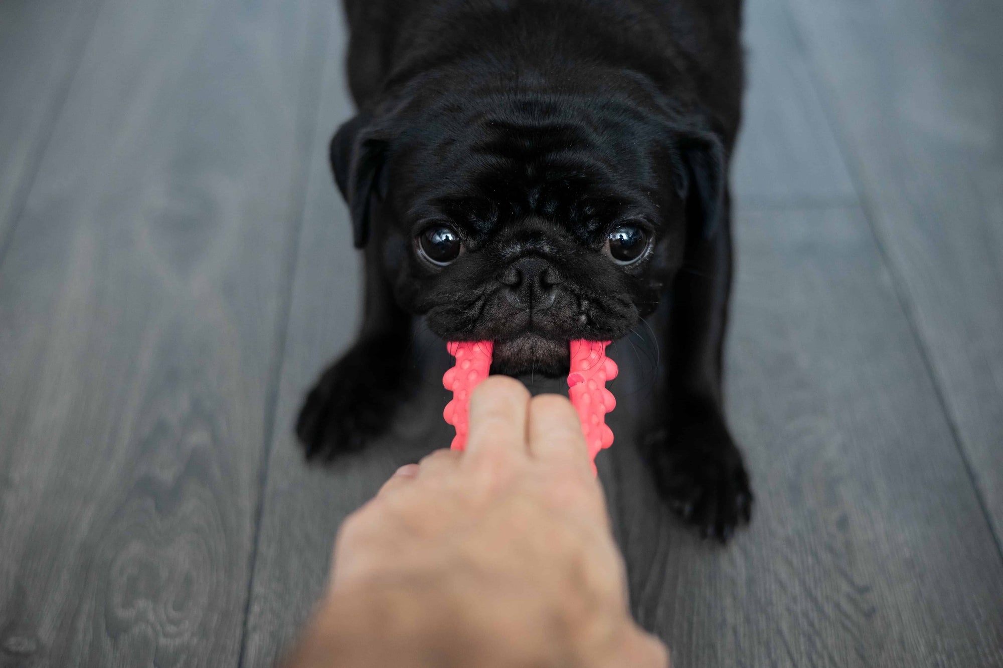 Finding the Best Dog Toys for Your Dog