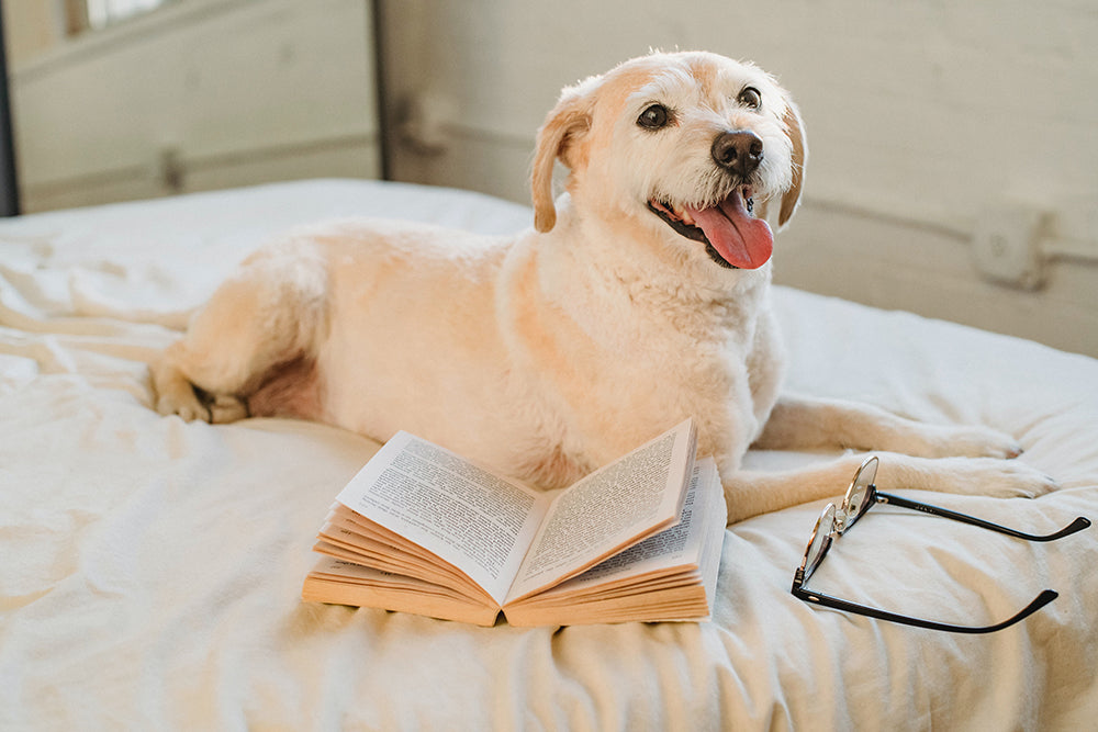 True Facts about the Smartest Dog Breeds We Know